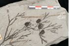 Foto (Detailansicht) von Tetraclinis brachyodon (Brongniart) Mai et Walther (NHMW-GEO-2024-0188-11424)